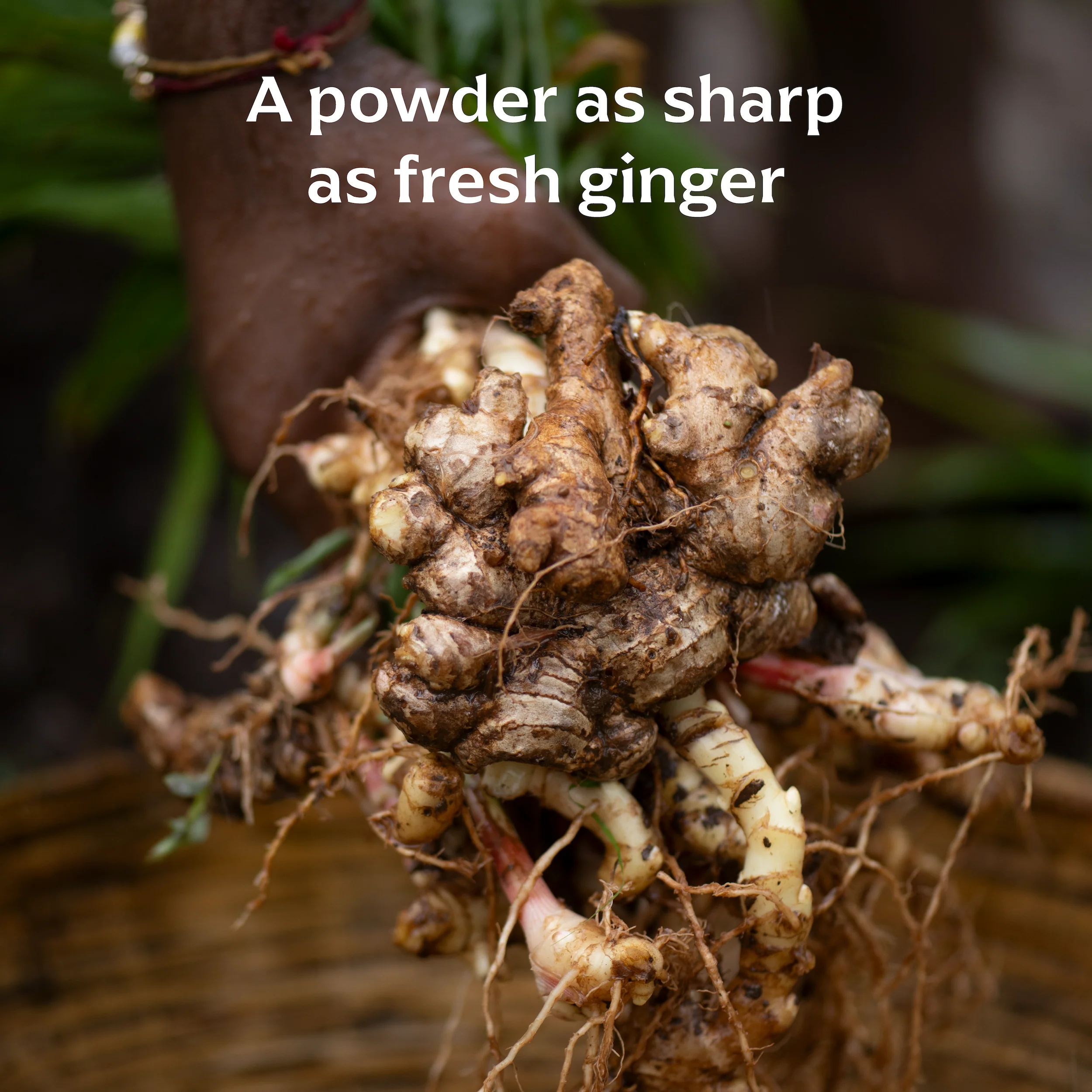 Basiya Ginger - Image 2