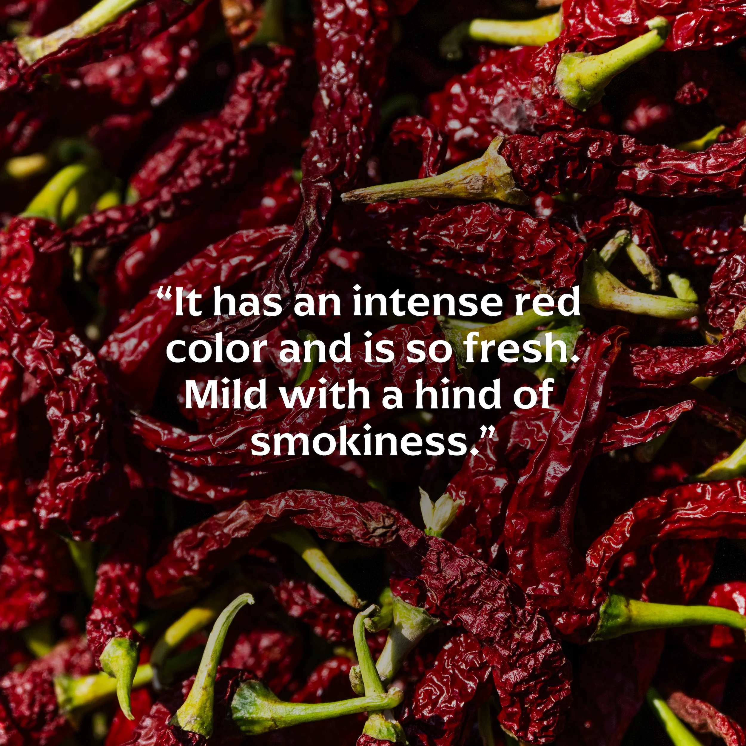 Byadgi Chilli - Image 4