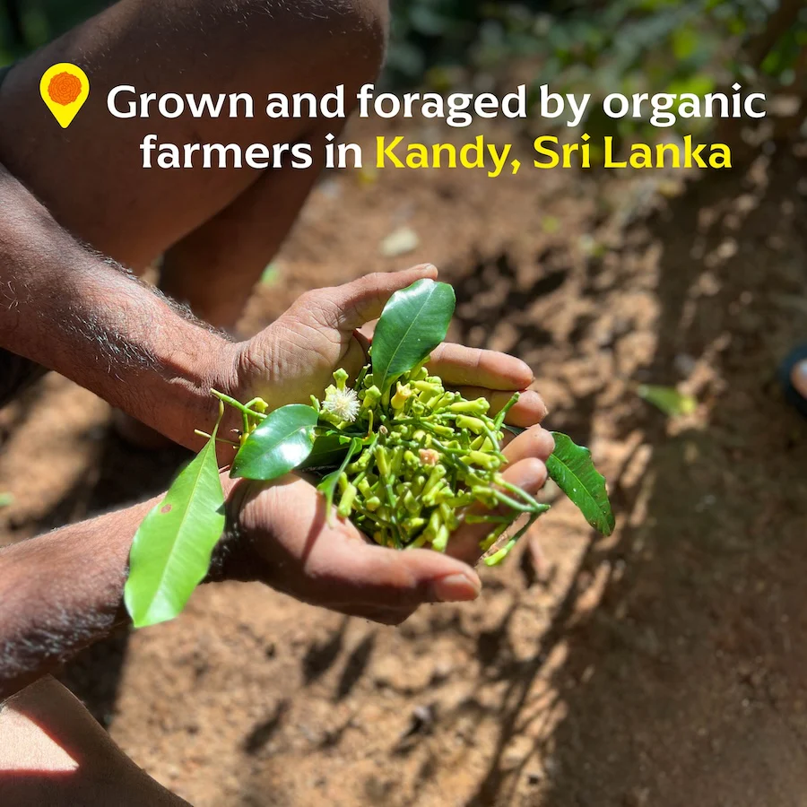 Kandyan Cloves - Image 2