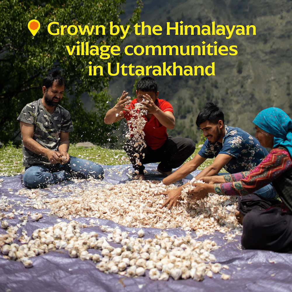 Pahadi Pink Garlic - Image 2