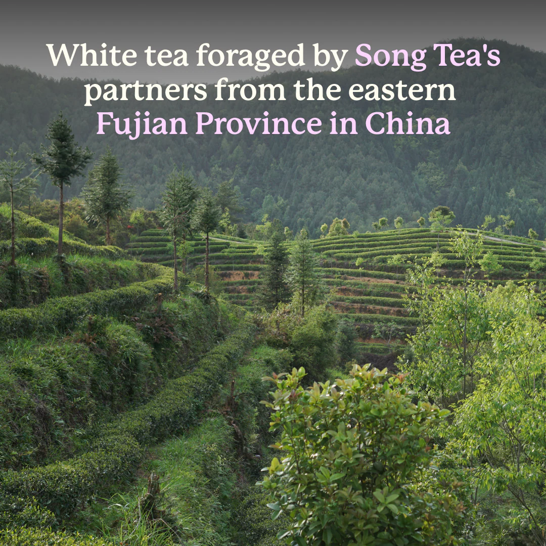 Song Tea Kashmiri Kehwa - Image 4